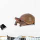 Box Turtle Wall Decal