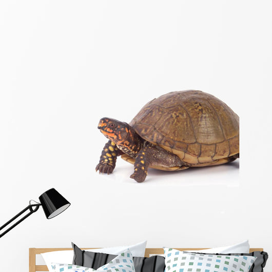 Box Turtle Wall Decal