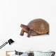Box Turtle Wall Decal
