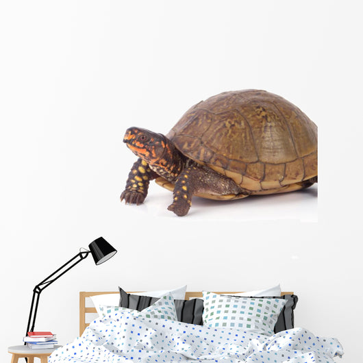 Box Turtle Wall Decal