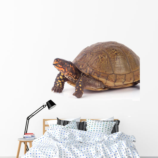 Box Turtle Wall Decal