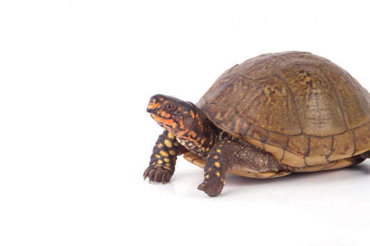 Box Turtle Wall Decal