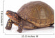Box Turtle Wall Decal