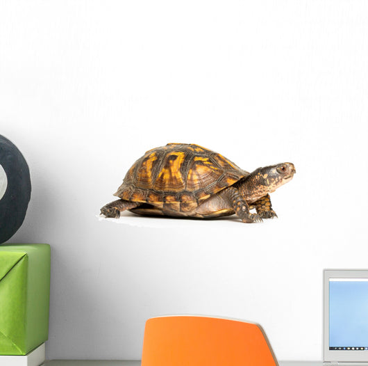 Eastern Box Turtle Wall Decal