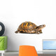 Eastern Box Turtle Wall Decal