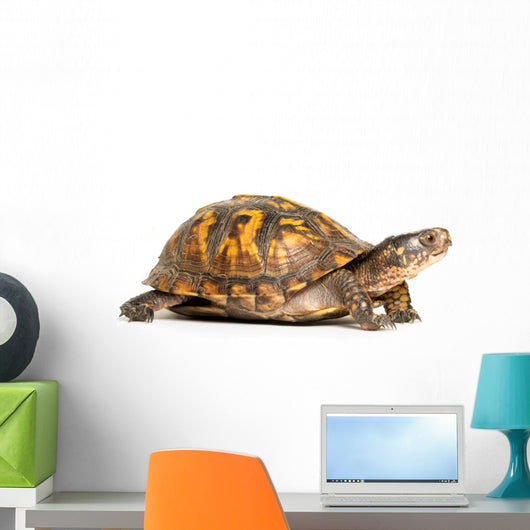 Eastern Box Turtle Wall Decal