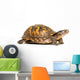 Eastern Box Turtle Wall Decal