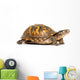 Eastern Box Turtle Wall Decal