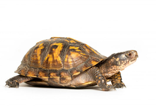 Eastern Box Turtle Wall Decal