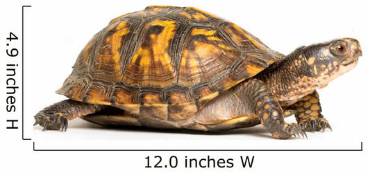 Eastern Box Turtle Wall Decal
