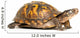 Eastern Box Turtle Wall Decal