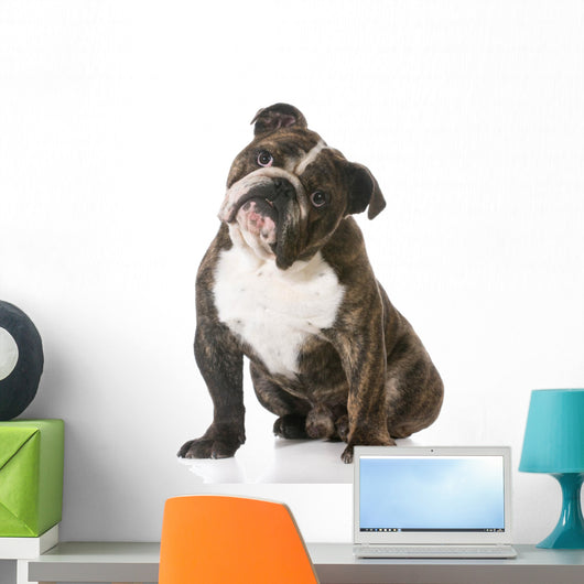 English Bulldog Wall Decal