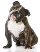 English Bulldog Wall Decal