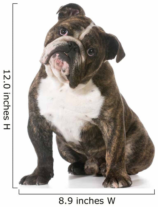English Bulldog Wall Decal