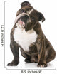 English Bulldog Wall Decal