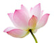 Pink Waterlily Lotus Flower Wall Decal