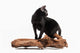 Black Bombay Cat Wall Decal