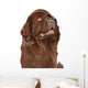 Vector Sketch Dog Newfoundland Wall Decal