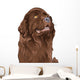 Vector Sketch Dog Newfoundland Wall Decal