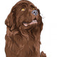 Vector Sketch Dog Newfoundland Wall Decal