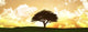 Widescreen Sunset Tree Landscape