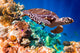 Hawksbill Turtle Eretmochelys Imbricata