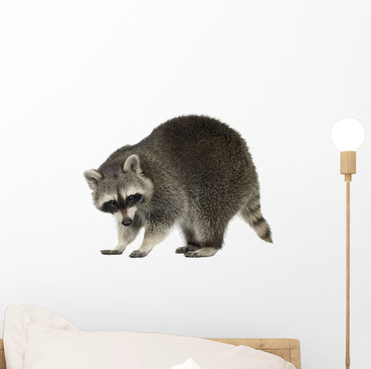 Raccoon 9 Months - Procyon Lotor Wall Decal