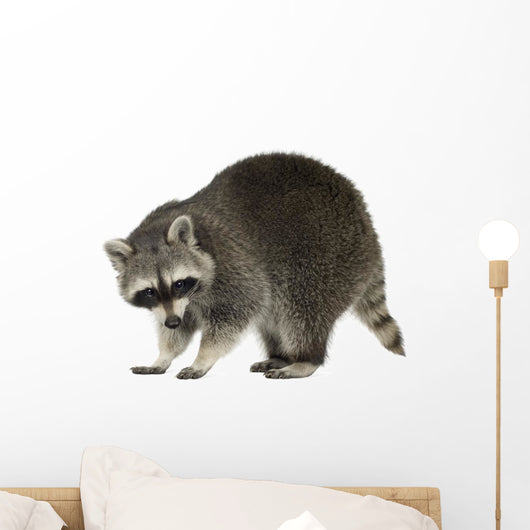 Raccoon 9 Months - Procyon Lotor Wall Decal