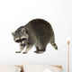 Raccoon 9 Months - Procyon Lotor Wall Decal