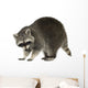 Raccoon 9 Months - Procyon Lotor Wall Decal