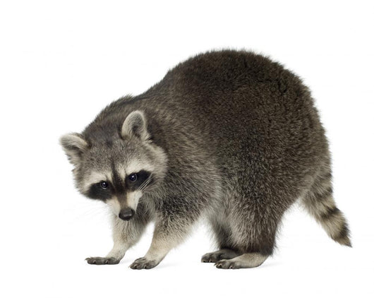 Raccoon 9 Months - Procyon Lotor Wall Decal