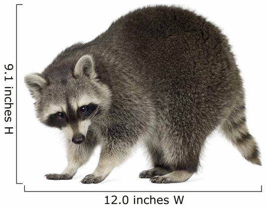 Raccoon 9 Months - Procyon Lotor Wall Decal