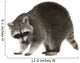 Raccoon 9 Months - Procyon Lotor Wall Decal