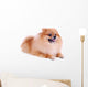 Pomeranian Dog White Cute