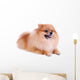 Pomeranian Dog White Cute