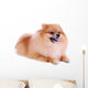 Pomeranian Dog White Cute