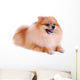Pomeranian Dog White Cute