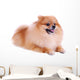 Pomeranian Dog White Cute