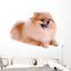 Pomeranian Dog White Cute