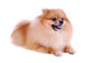 Pomeranian Dog White Cute