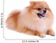Pomeranian Dog White Cute