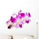 Beautiful Blooming Orchid