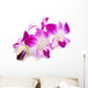 Beautiful Blooming Orchid
