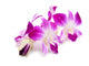 Beautiful Blooming Orchid