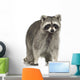 raccoon (9 months) -  Procyon lotor Wall Decal