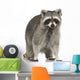 raccoon (9 months) -  Procyon lotor Wall Decal