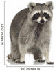 raccoon (9 months) -  Procyon lotor Wall Decal