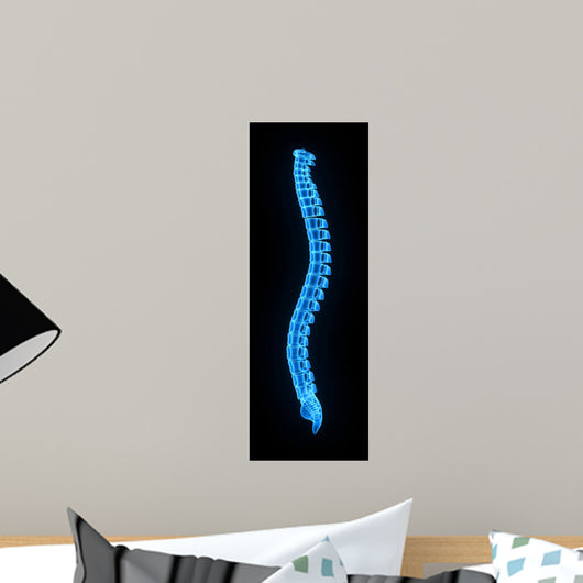 Vertebral Column