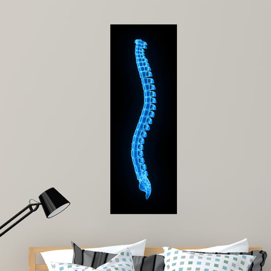 Vertebral Column