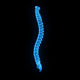 Vertebral Column